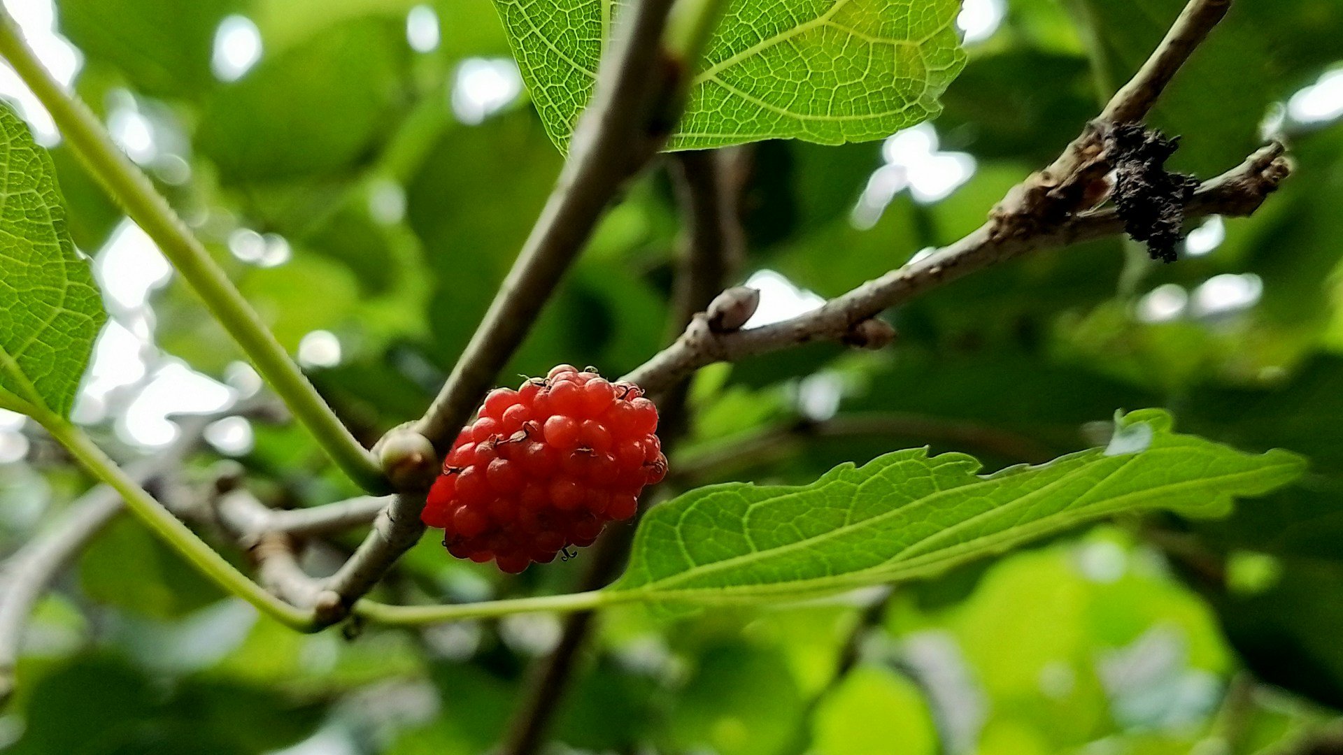 mixed berry bowl